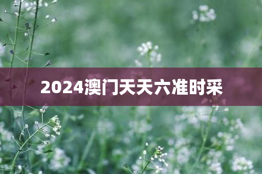 2024澳门天天六准时采