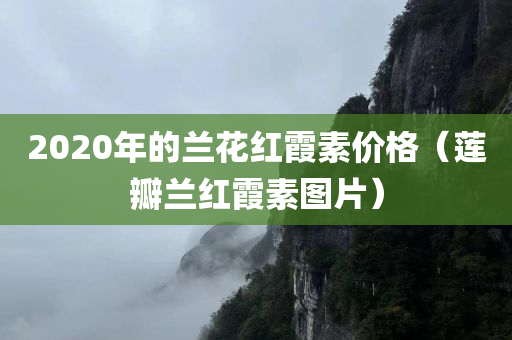 2020年的兰花红霞素价格（莲瓣兰红霞素图片）