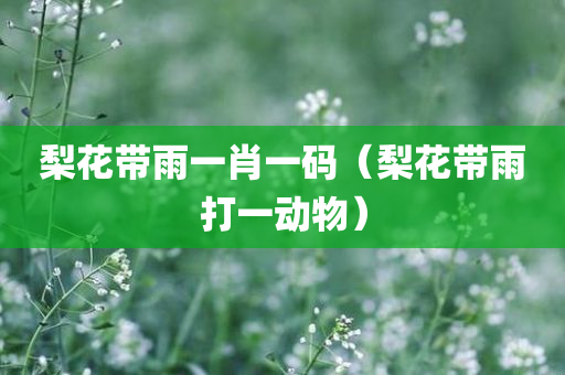 梨花带雨一肖一码（梨花带雨打一动物）